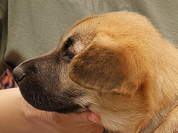 chinook puppy